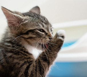 Cat Image