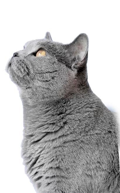Pet Image