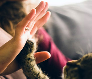 Cat Image